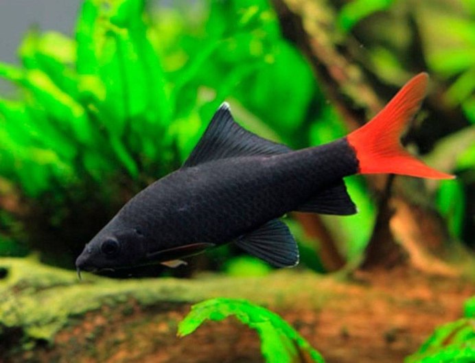 Таиландский лабео