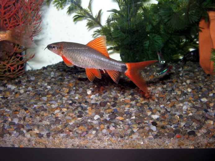 Боция и лабео