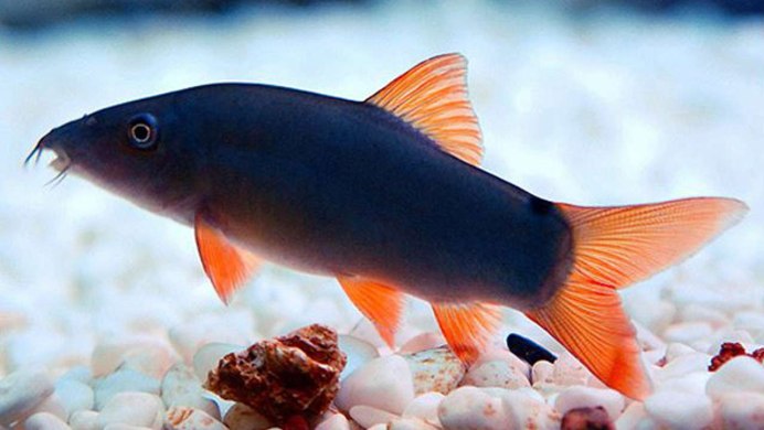 Лабео биколор