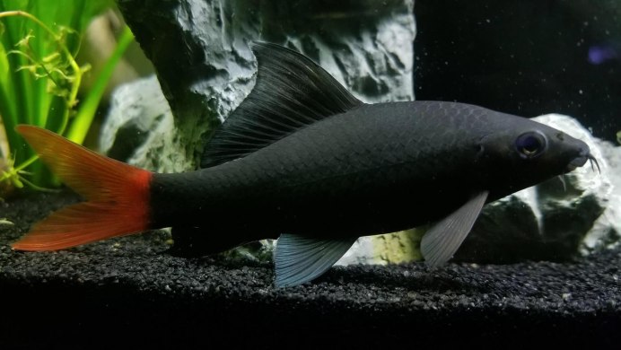 Лабео Акулий