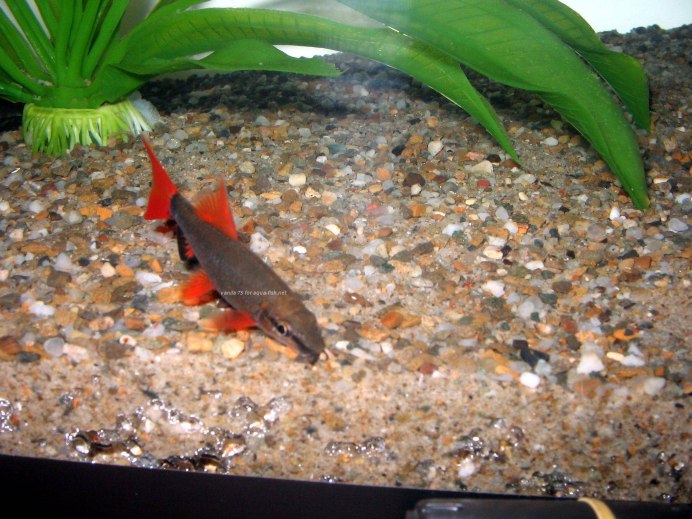 Epalzeorhynchos frenatum