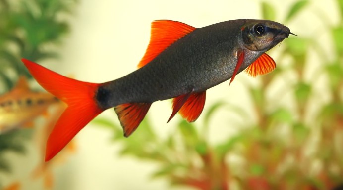 Сомик лабео