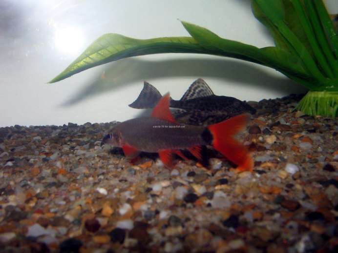 Лабео черный морулис