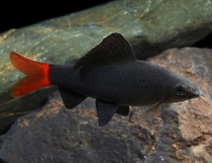 Тетра Аманда совместимость с лабео биколор