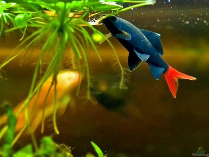 Лабео зеленый (френатус)