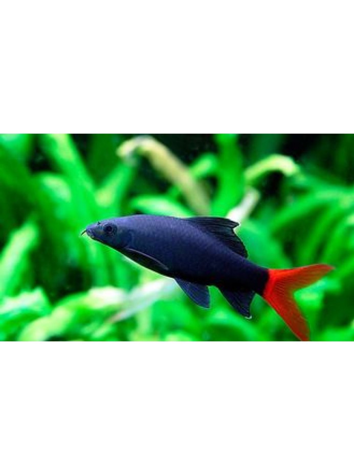 Таиландский лабео