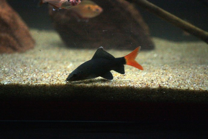 Аквариумные рыбки лабео глофиш