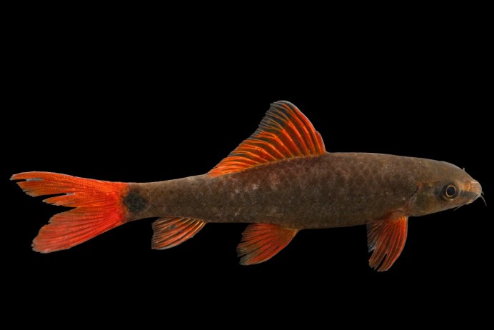 Лабео таиландский альбинос