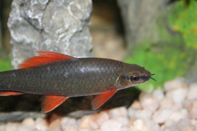 Лабео френатус