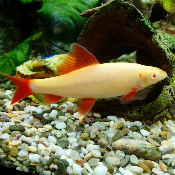 Лабео биколор рыбка