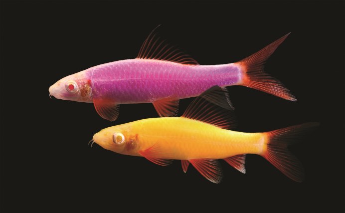 Лабео сизый