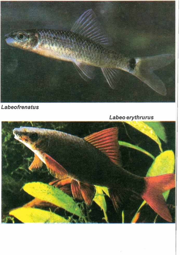 Лабео зеленый альбинос