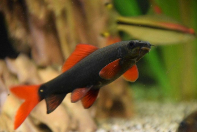 Лабео биколор рыбка