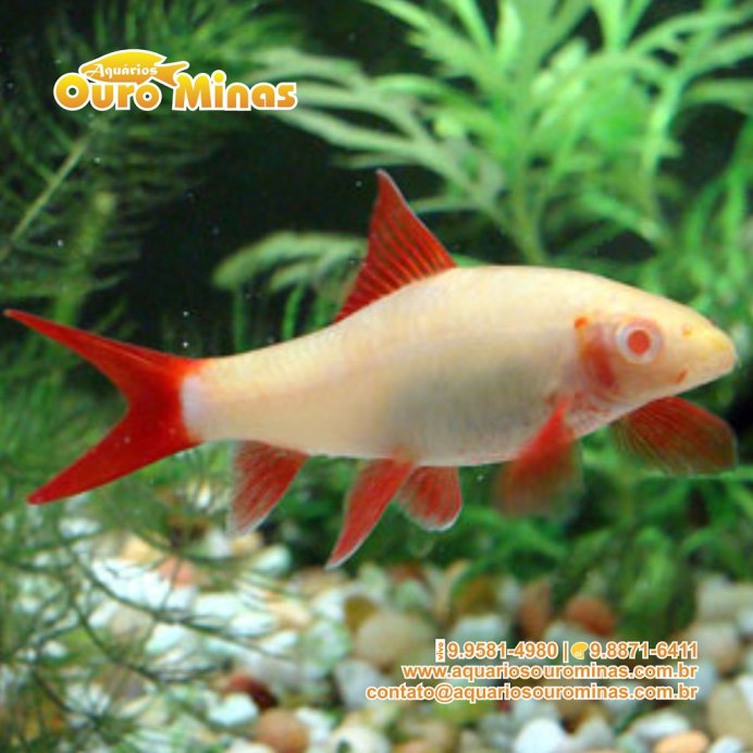 Лабео зеленый рыбка