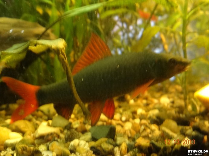 Лабео рыбка