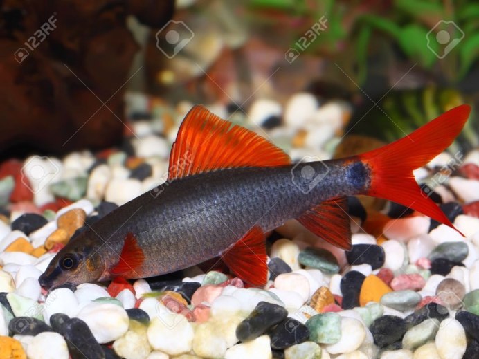 Черный лабео рыбка аквариумная