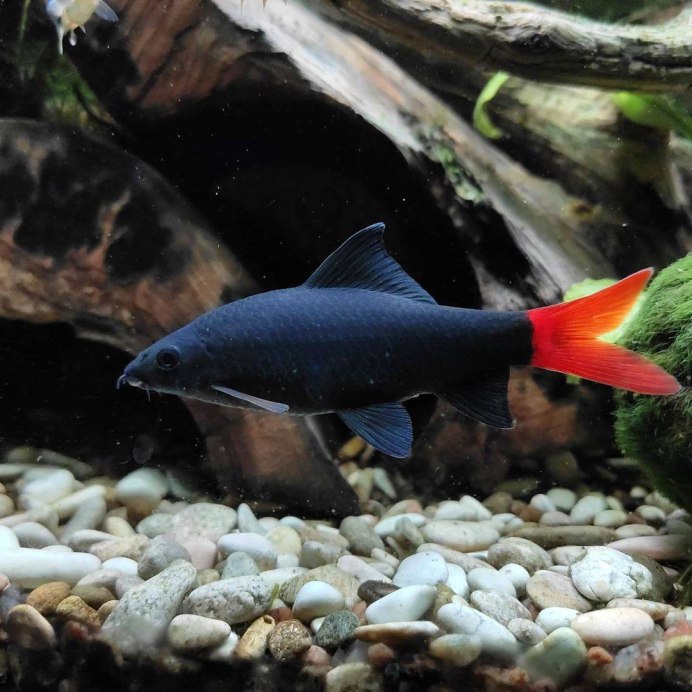 Лабео голубой