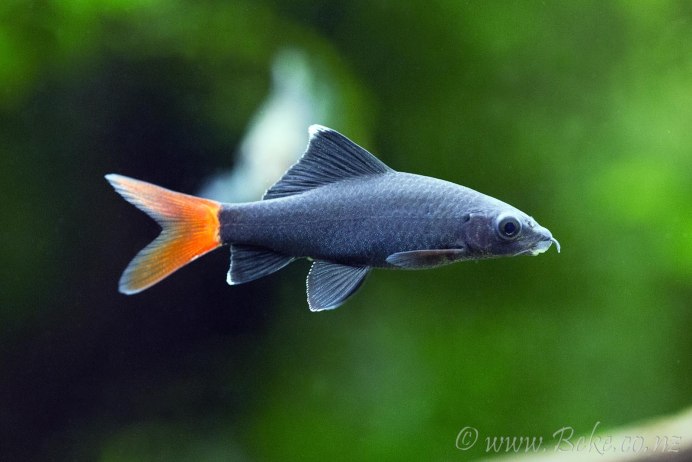 Лабео биколор