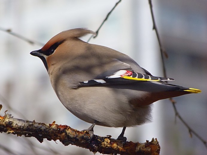 Серенькая птичка с хохолком на голове
