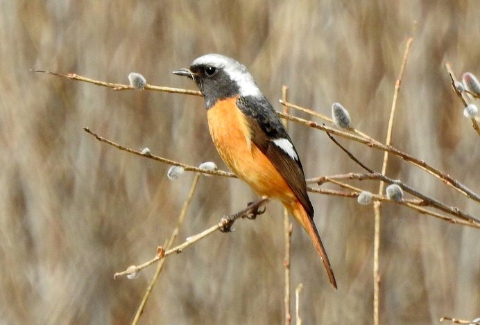 Сибирская горихвостка (Phoenicurus auroreus). Весна