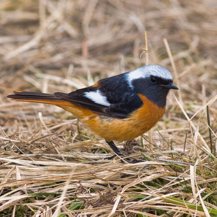 Сибирская горихвостка (Phoenicurus auroreus). Весна