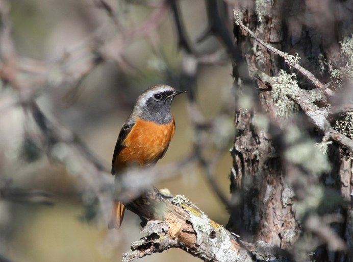 Сибирская горихвостка (Phoenicurus auroreus). Весна
