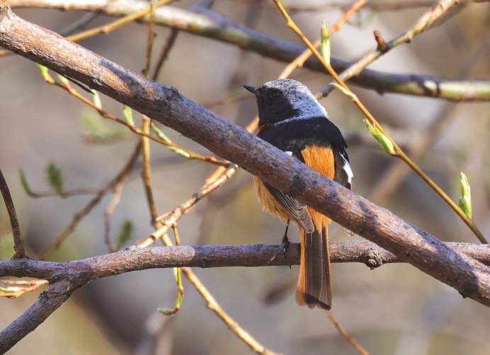 Обыкновенная горихвостка (Phoenicurus Phoenicurus)