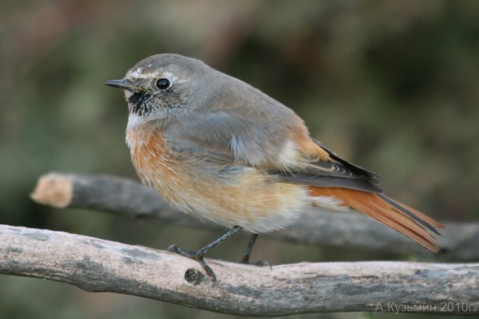 Сибирская горихвостка - Phoenicurus auroreus