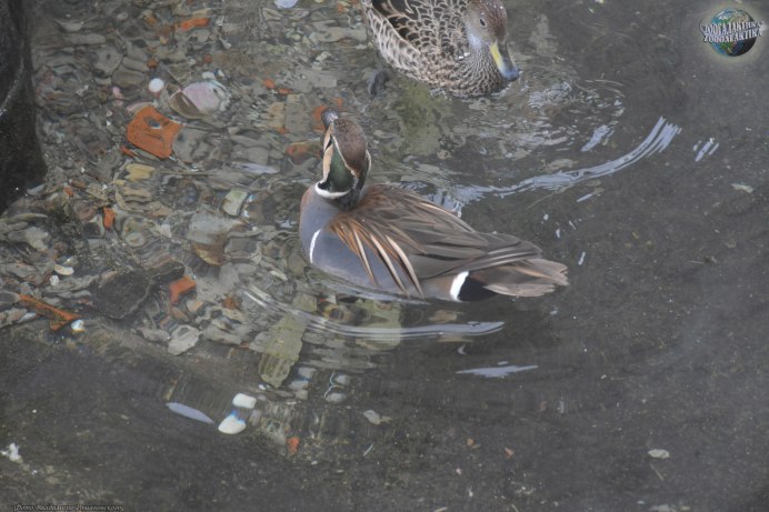 The Baikal Teal (Sibirionetta Formosa)