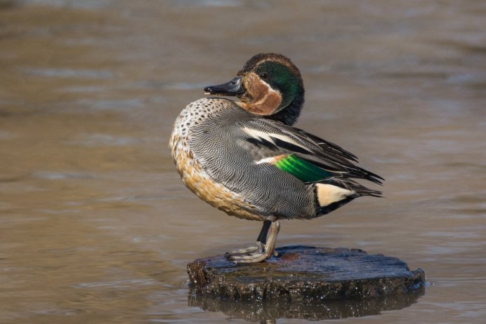 КЛОКТУН (Sibirionetta Formosa)