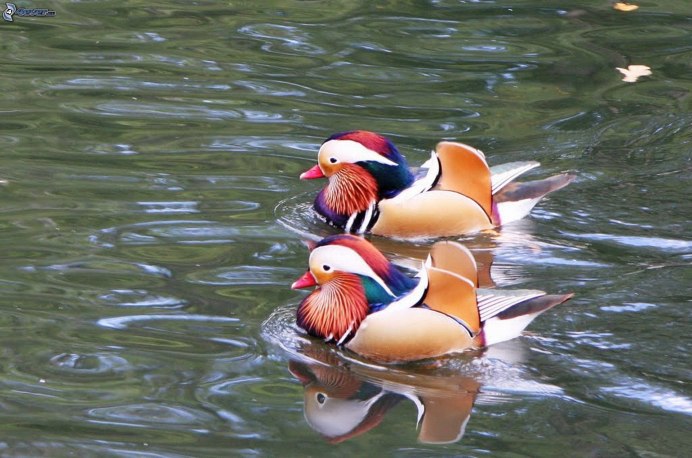 «Утка Мандаринка (Aix galericulata