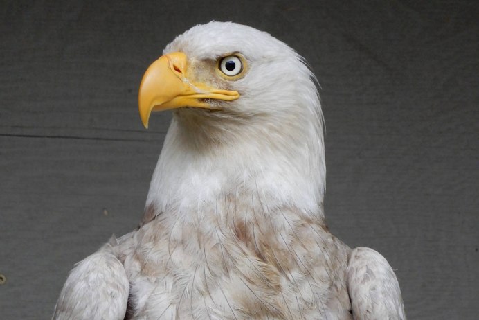 Ястреб-перепелятник