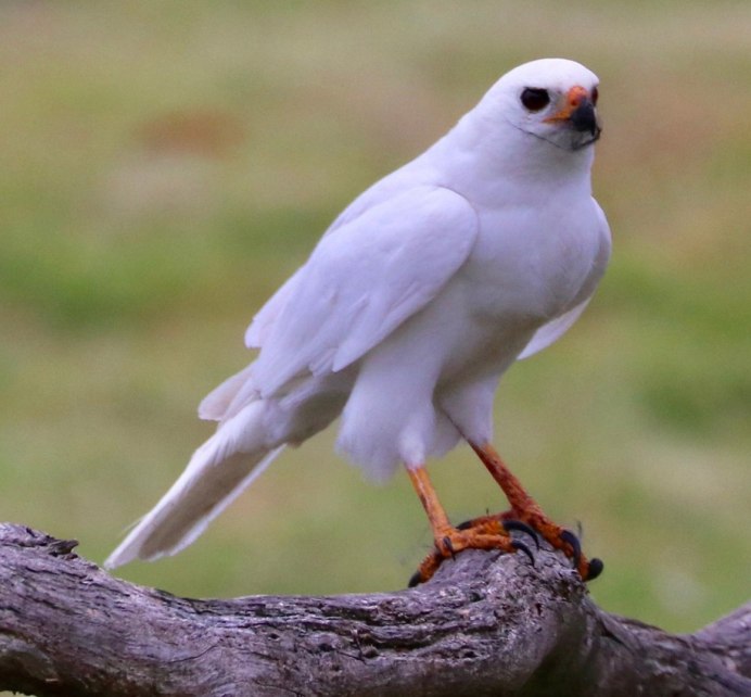 Ястреб альбинос