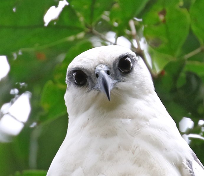 Ястреб с белым оперением