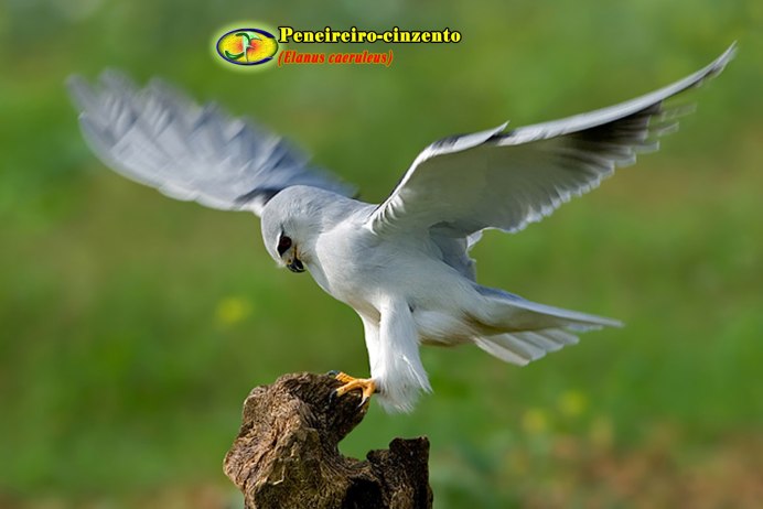 Сокол белый Кречет