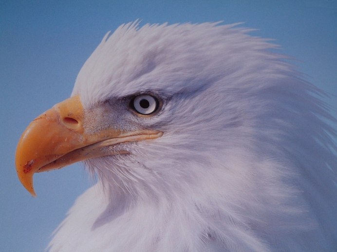 Алтайский Кречет