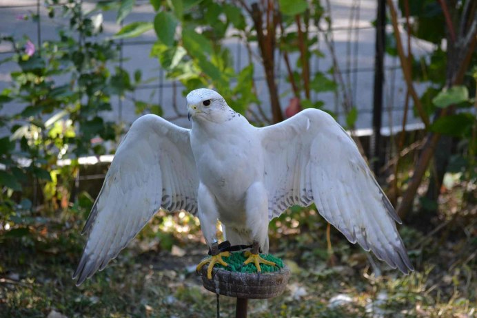 Сокол Сапсан альбинос