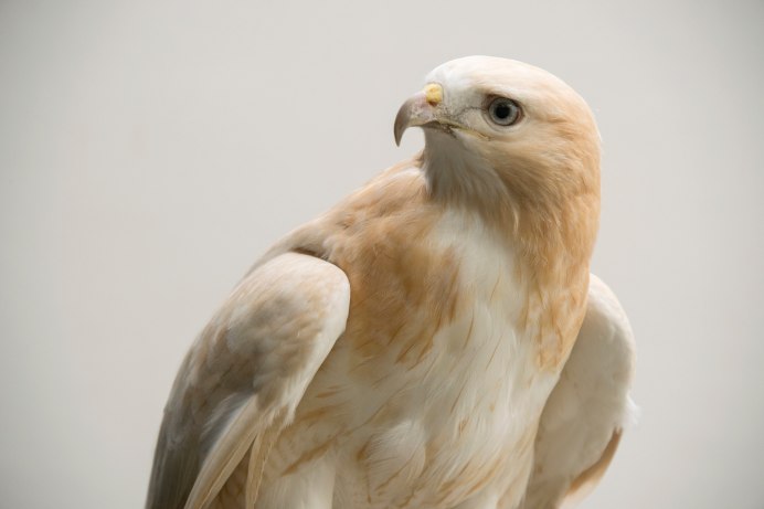 Зеленый Орел птица