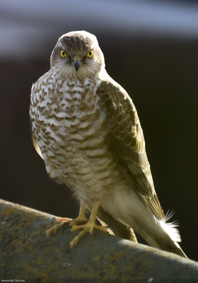 Мадагаскарский ястреб-тетеревятник