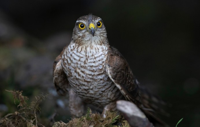 Белый ястреб тетеревятник