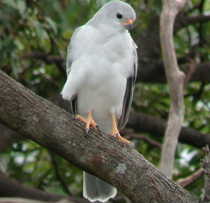 Светлый ястреб Accipiter novaehollandiae