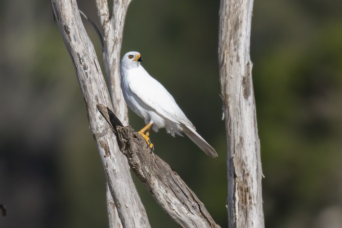 Светлый ястреб Accipiter novaehollandiae