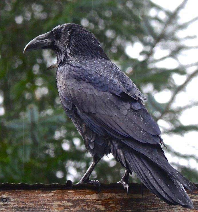 Ворона Монтана