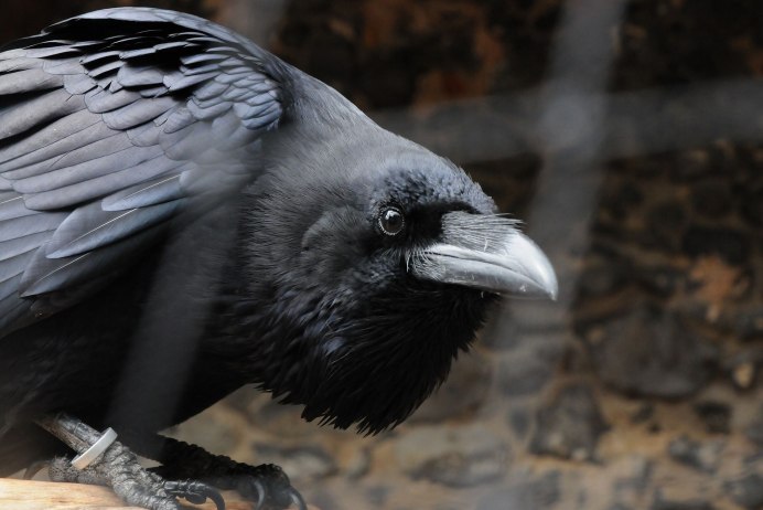 Птицы Грач Галка ворон ворона