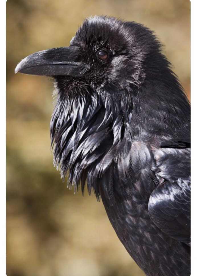 Грач Пархач