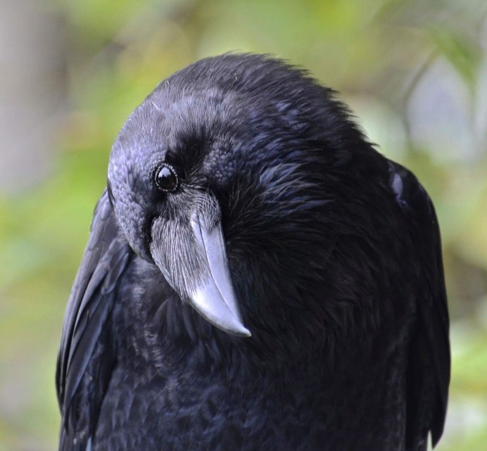 Вороны разговор