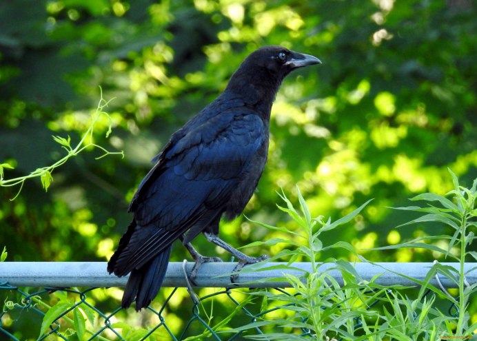 Ворона сбоку