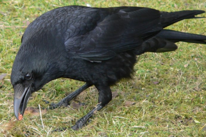 Рейвен птица