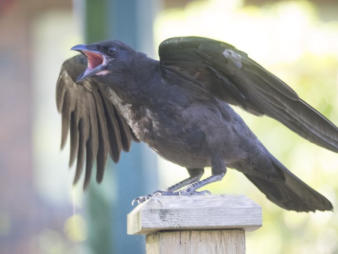 Рейвен птица