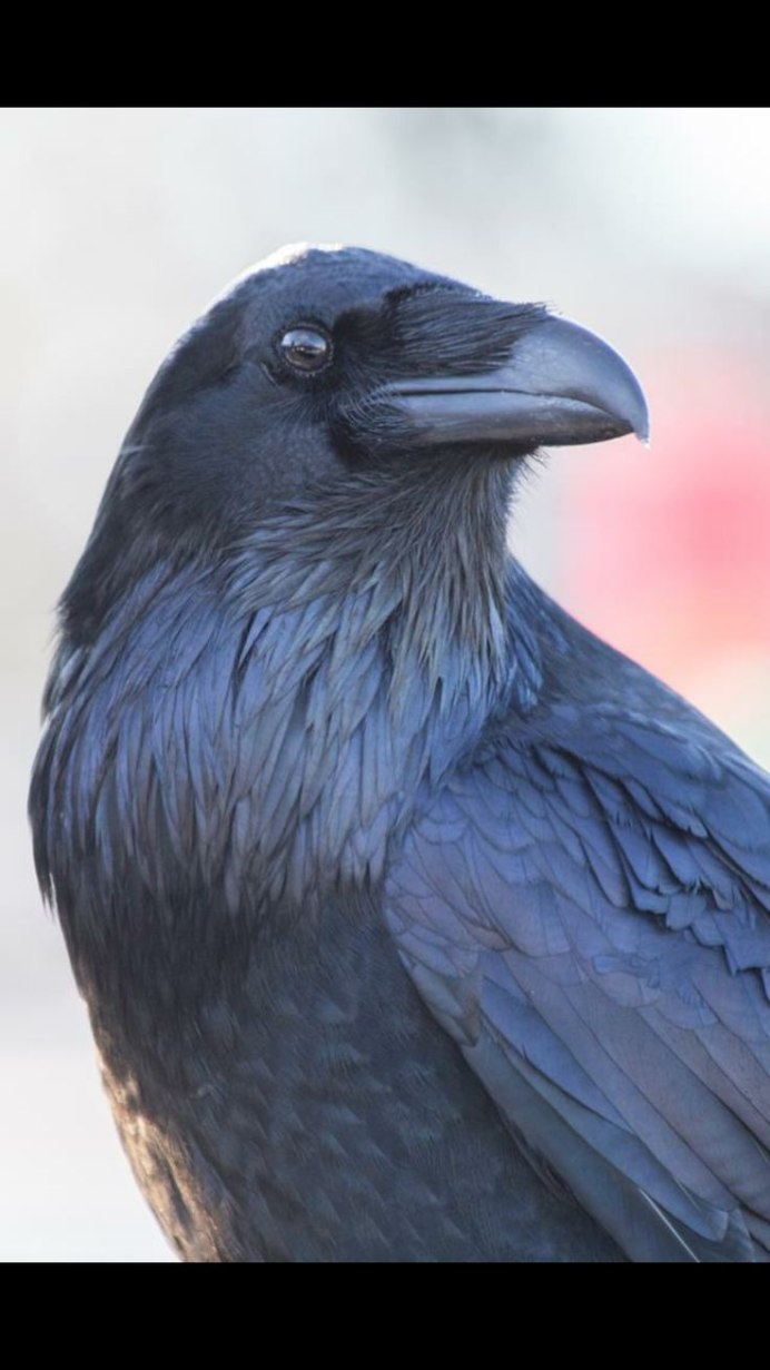 Белоклювый ворон